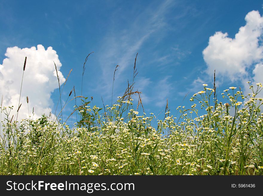 White meadow flowers in summer day. White meadow flowers in summer day.