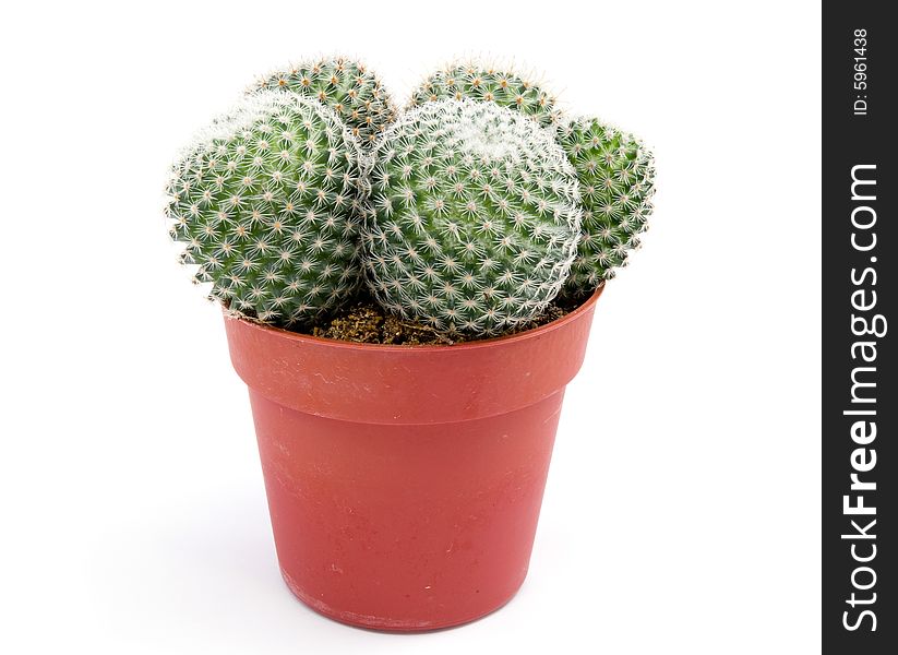 Isolated Green cactus in ceramic  pot on white