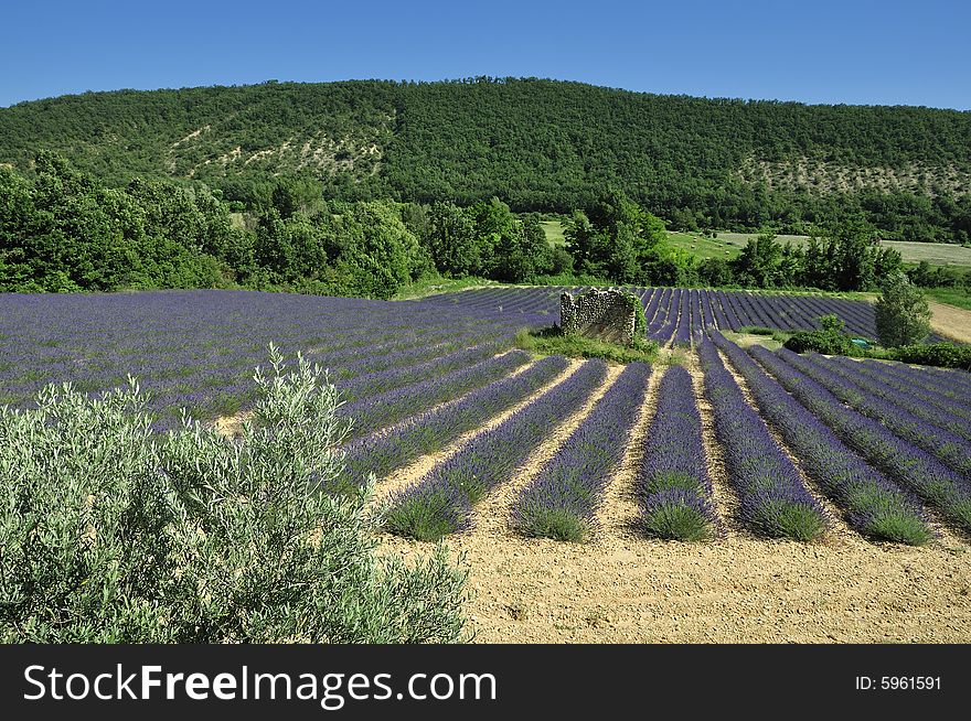 Lavender field in the provence, France, with a ruin in the middle of the field. Lavender field in the provence, France, with a ruin in the middle of the field