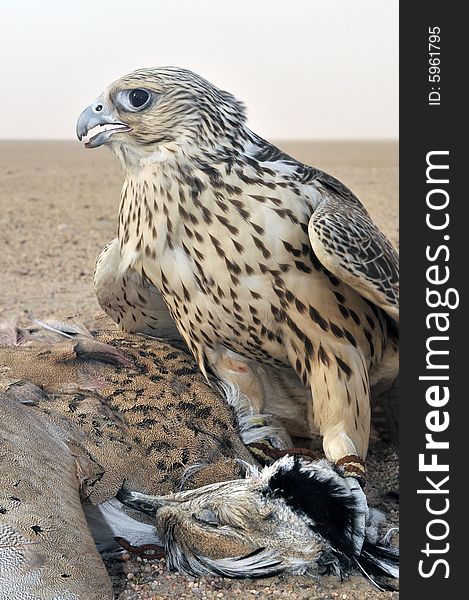 From kuwait desert i shot this falcon hunting this bird it was a great trip. From kuwait desert i shot this falcon hunting this bird it was a great trip