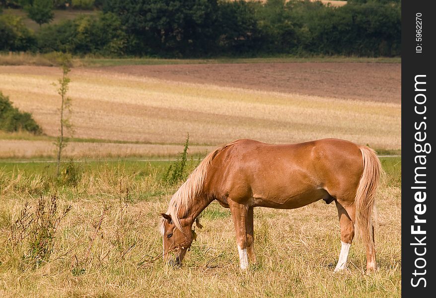 Brown horse grazing in a field on a summer day