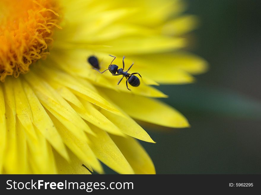 The little black ant is looking for something to eat on this beautiful yellow flower. The little black ant is looking for something to eat on this beautiful yellow flower