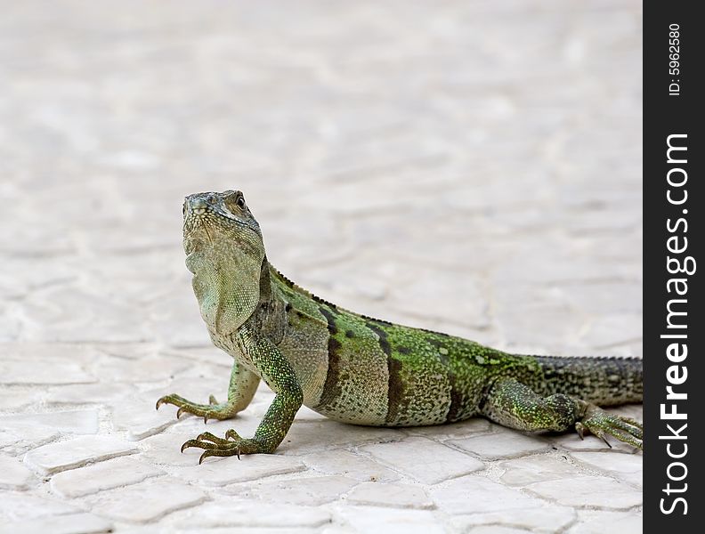 An green iguana on tile looking at the camera. An green iguana on tile looking at the camera