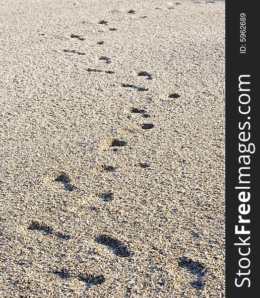 Footprints on a beach of crushed seashells. Footprints on a beach of crushed seashells