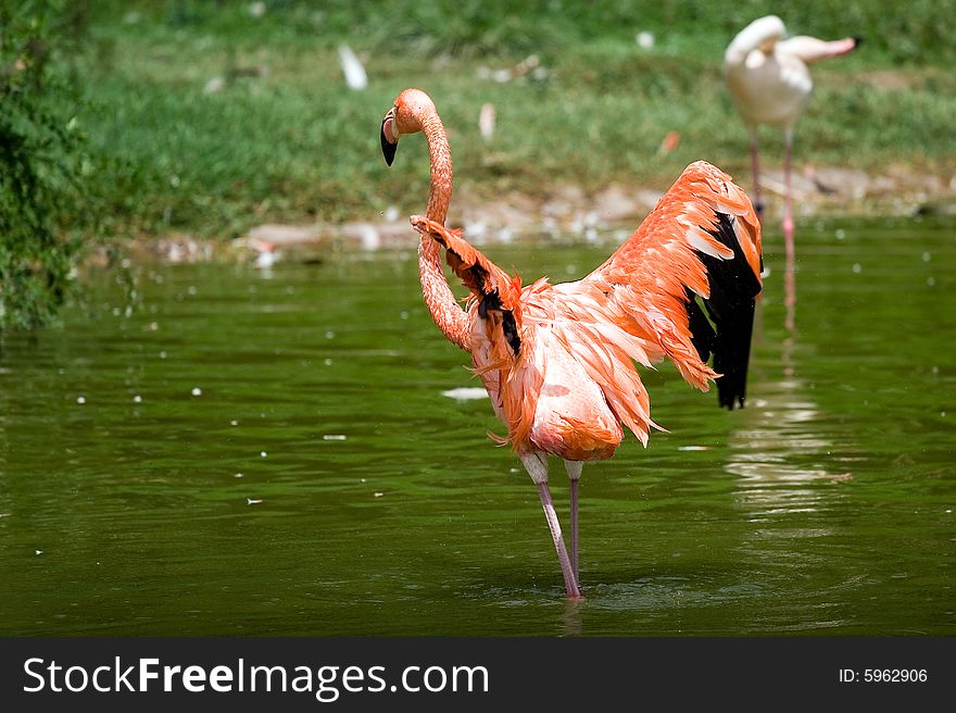 Picture of red flamingo in wild zoo