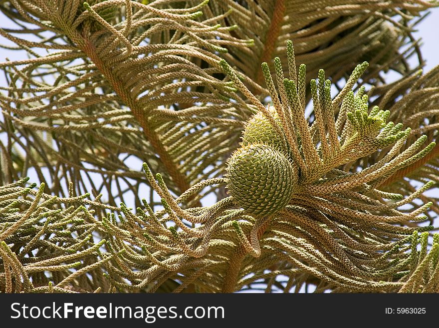 Green pine tree branch with big cones.