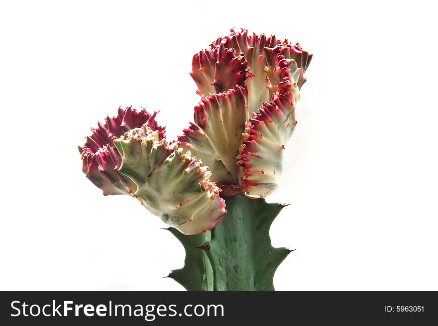 Red cactus isolated on white