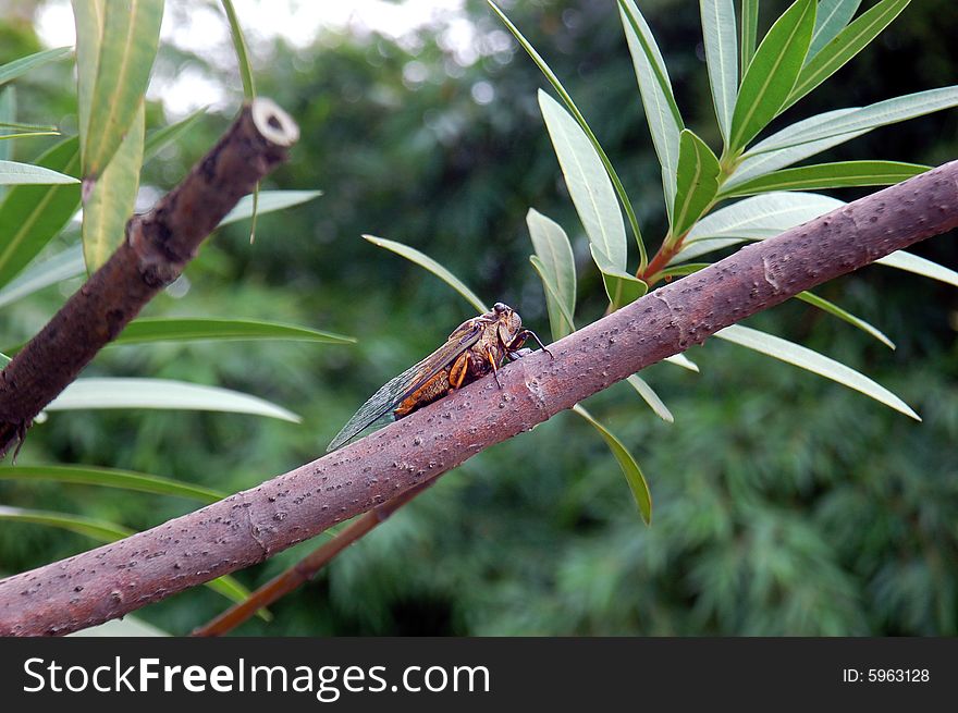 Side view of a cicada singing on bole