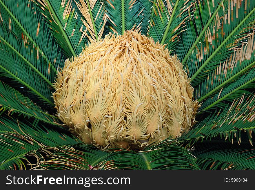 Flower of cycas which is seldom seen. Flower of cycas which is seldom seen