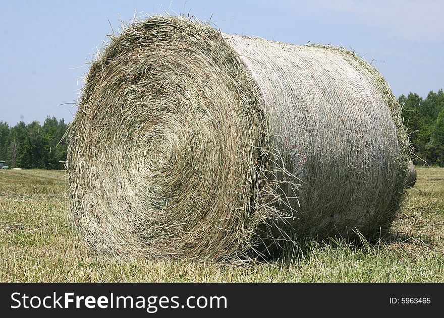 A round bale of hay newly harvested is sitting in the sun drying out