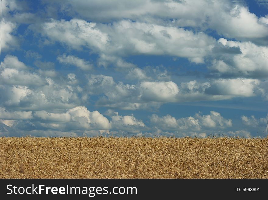 Image of a wheat field on a cloudy afternoon. Image of a wheat field on a cloudy afternoon