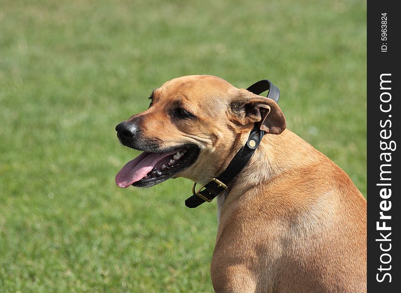 Happy brown dog wearing a special collar with handle. Happy brown dog wearing a special collar with handle