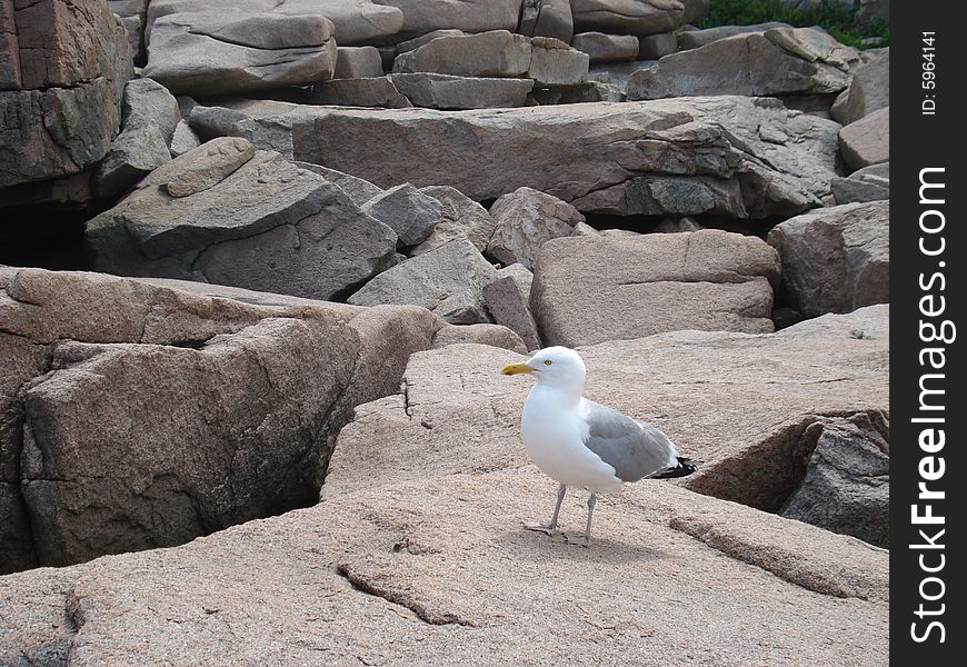 Single seagull standing on rocky terrain in Maine