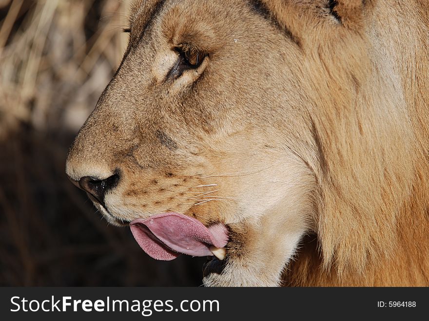 Male lion stalking prey in Botswana. Male lion stalking prey in Botswana