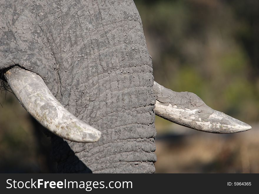 Juvenile male elephant tusks and trunk photographed in Vumbura Plains, Okavango Delta, Botswana, Africa. Juvenile male elephant tusks and trunk photographed in Vumbura Plains, Okavango Delta, Botswana, Africa