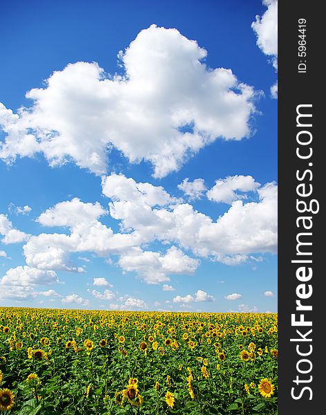 Sunflower field over cloudy blue sky