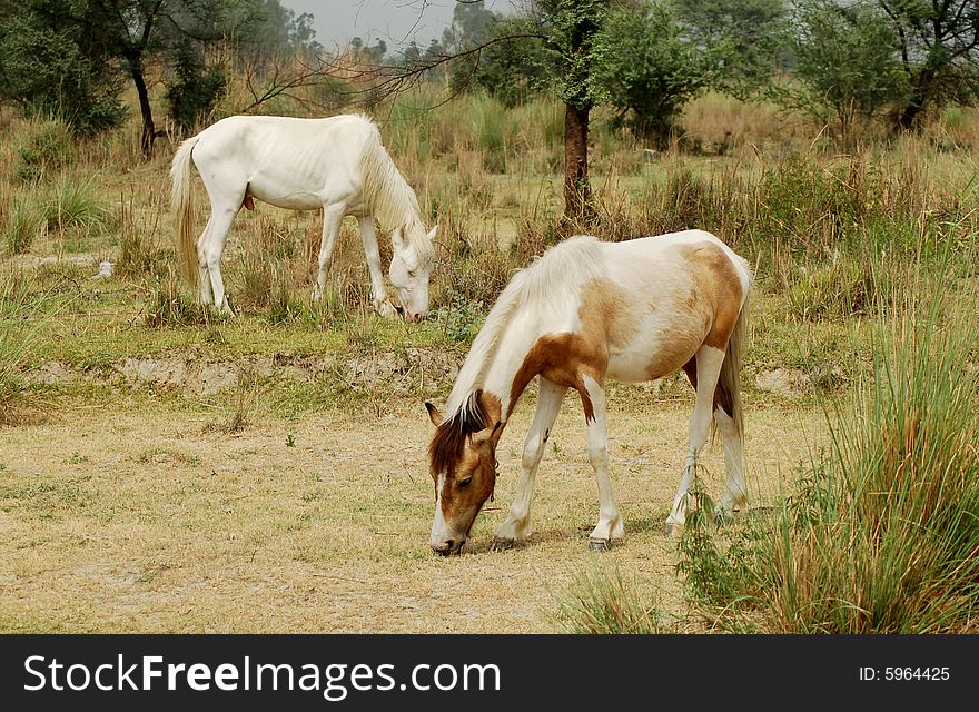 Horses is eating green grass