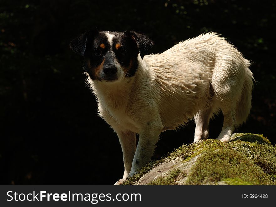 Wet dog resting on rock