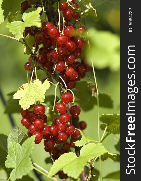 Bunch of red currant berry