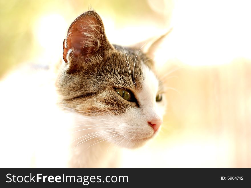 Head of a cat on light background. Head of a cat on light background