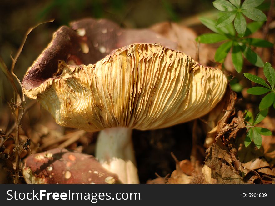 Mushroom on leafs closeup shot