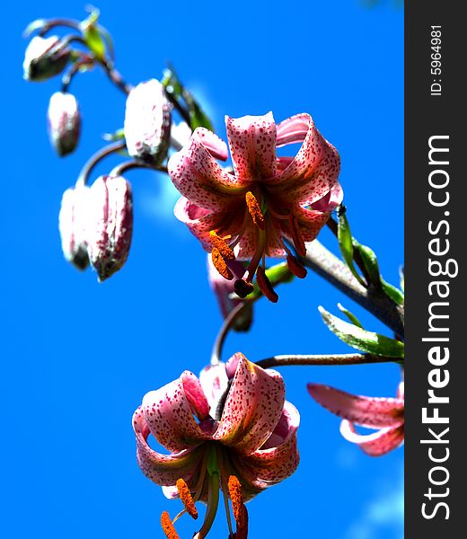 A wonderful shot of a wild lily in a blue sky