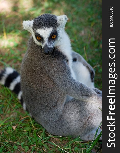 Picture of the sitting lemur