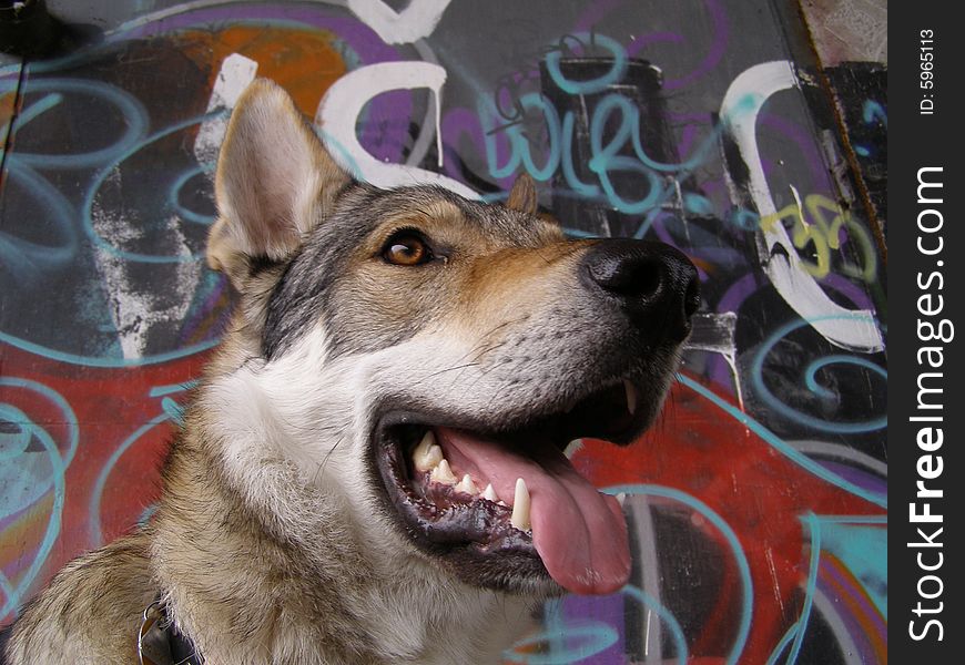 Smile my wolf-dog with graffiti