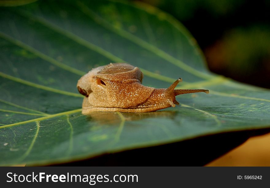 Snail sitting on the leaves