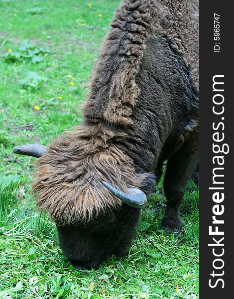 European bison eating grass, Poland