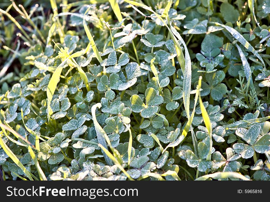 Clover with dew on a crisp morning - landscape exterior