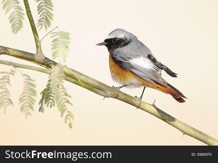 Shoot this small bird from subah reserve in kuwait desert