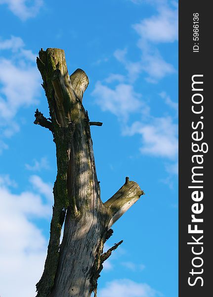 Dead tree on a background of the sky. Dead tree on a background of the sky