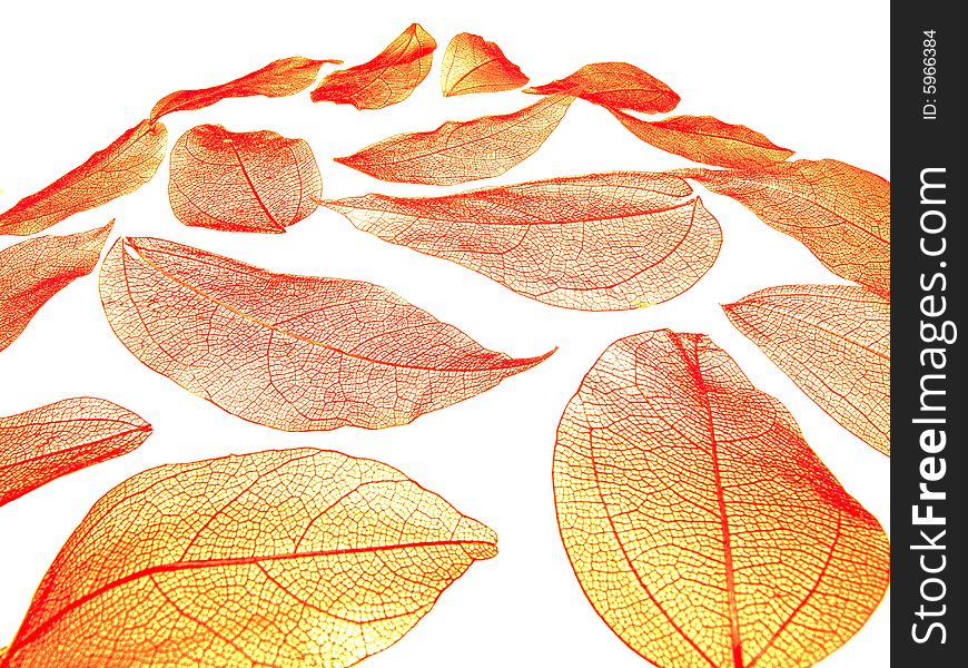 Autumn leaves isolated on a white background. Autumn leaves isolated on a white background