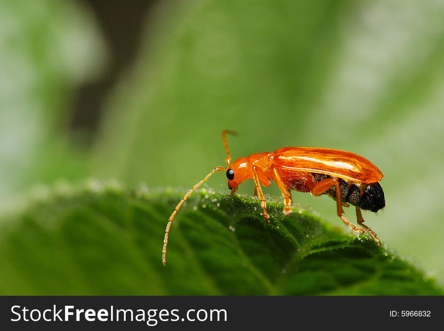 Close up of a little orange color beetle on green leaf. Close up of a little orange color beetle on green leaf.