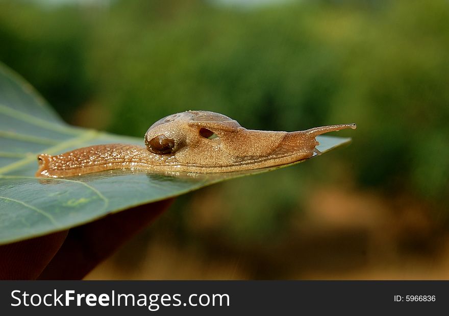 Snail sitting on the leaves