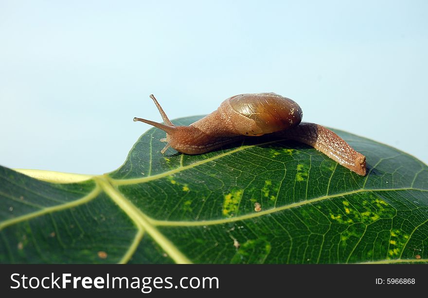 Snail sitting on the leaves