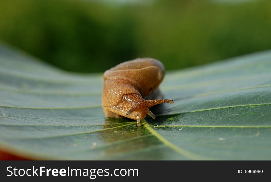 Snail sitting on the leaves