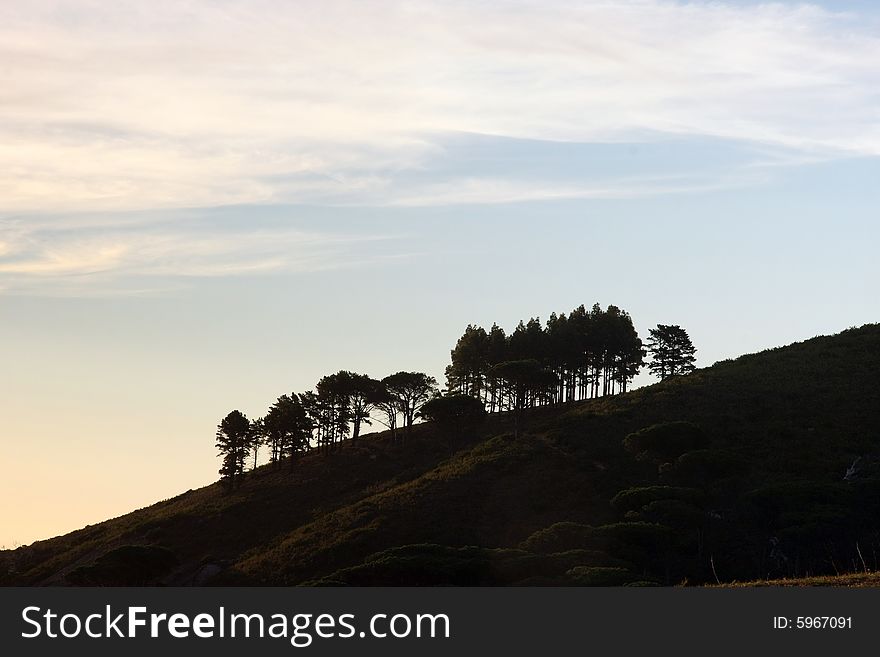 Silhouette Of A Clump Of Trees On Hill