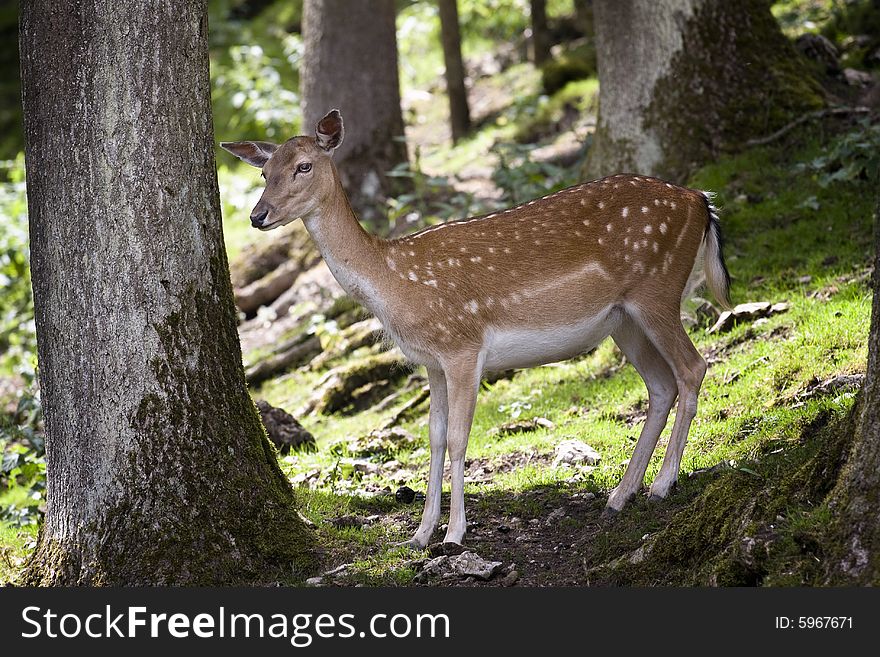 Young deer in a nature park in bavaria, germany