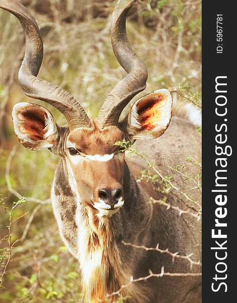 Young Kudu bull with stong horns looks directly to camera from standing in overgrown bushes. Young Kudu bull with stong horns looks directly to camera from standing in overgrown bushes