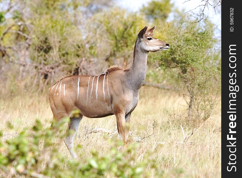 She-lamb kudu standing in grass alert with ears pointed in direction of movement. She-lamb kudu standing in grass alert with ears pointed in direction of movement