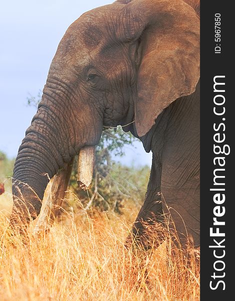 Head of Bull elephant with broken tusk