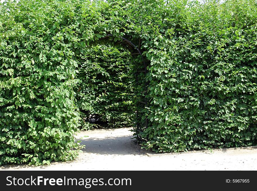 Green Hedge