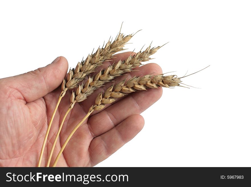 Three wheaten ripe ears on a palm. Isolated. Three wheaten ripe ears on a palm. Isolated
