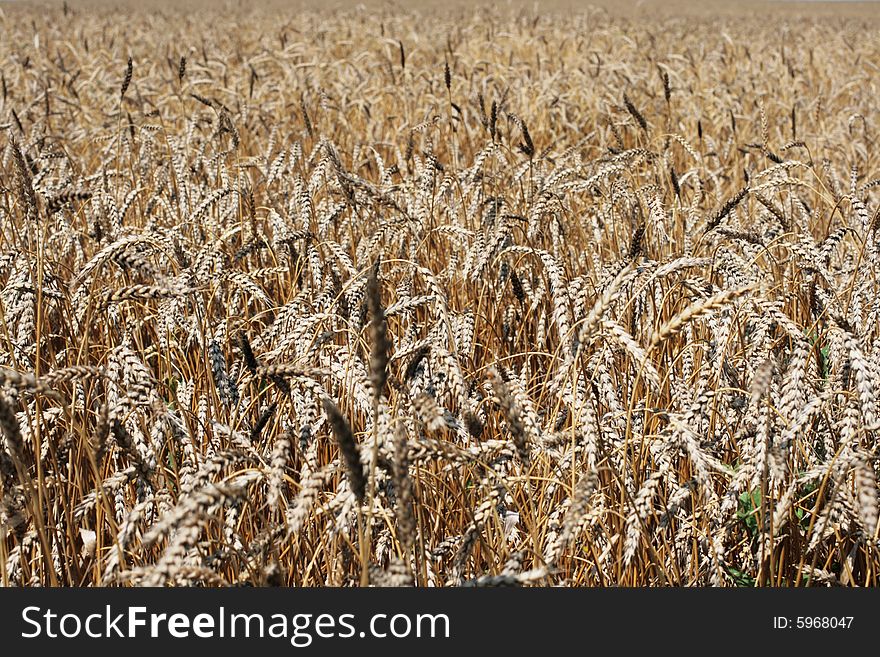 Ripe ears of a wheaten field before harvesting