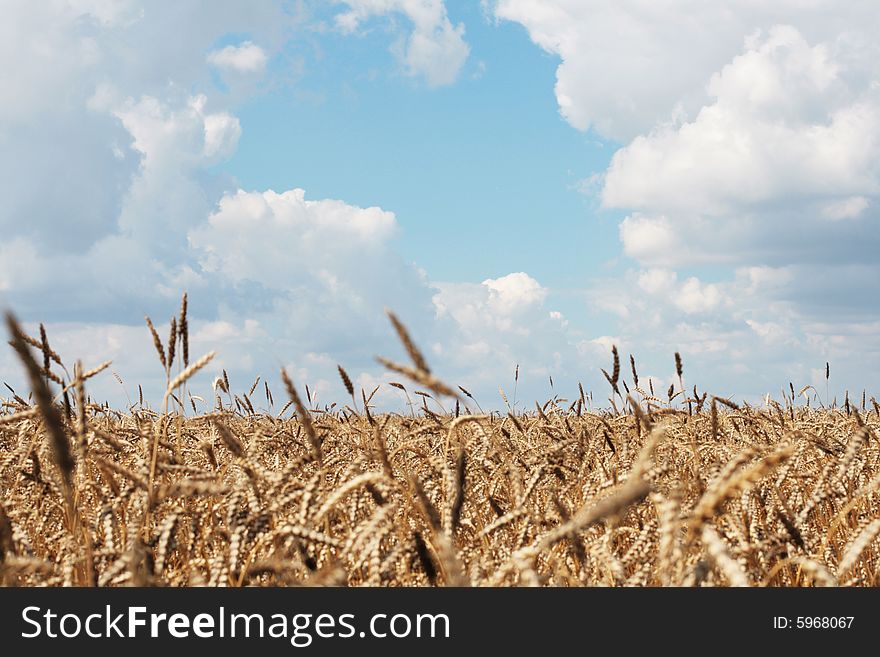 Wheaten field