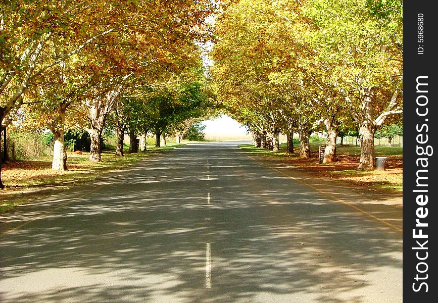 Trees on both sides of the road. Trees on both sides of the road
