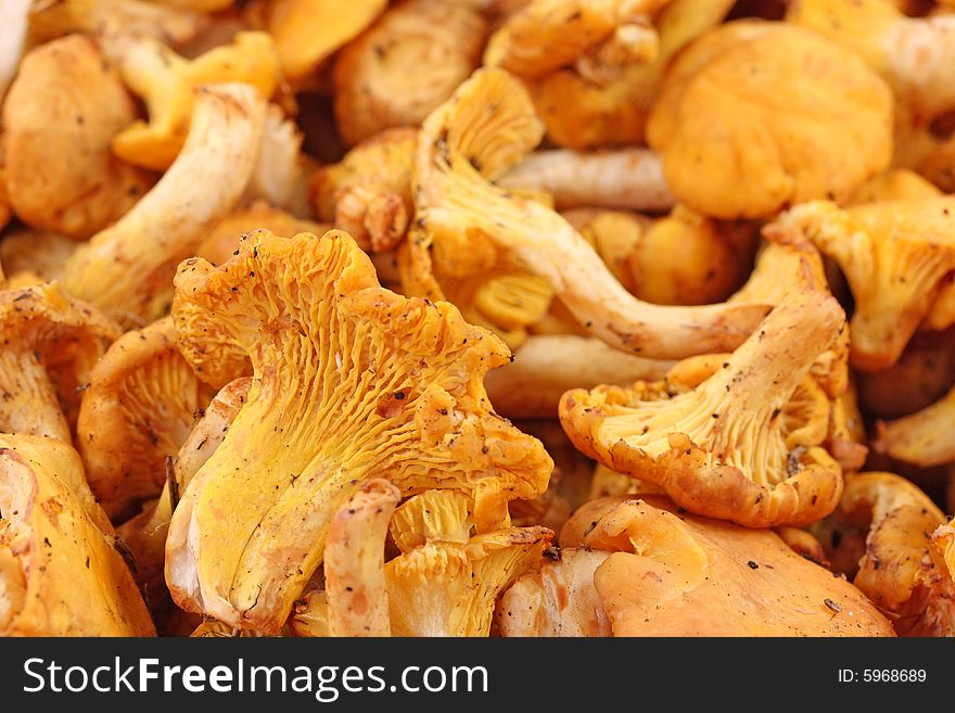 Yellow chanterelle mushrooms, close up