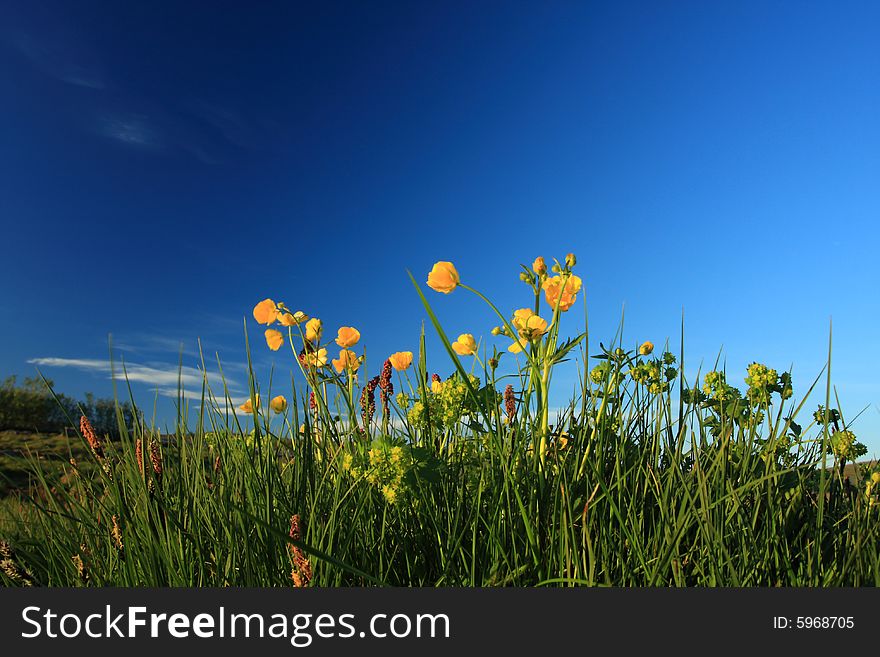 Wild yellow flowers against a deep blue sky, intentional minor blurring on some flower caused by breeze. Incredible contrast,. Wild yellow flowers against a deep blue sky, intentional minor blurring on some flower caused by breeze. Incredible contrast,